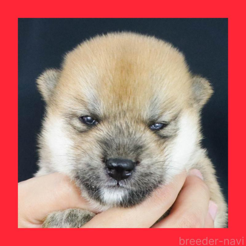 販売中の愛知県の柴犬-405247の1枚目